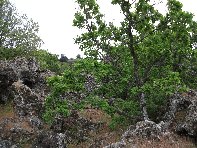 otta Intraleo-20100515 054